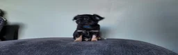 Chihuahua dogs for sale: Long haired chihuahua pups  in Rotherham - Advert 17
