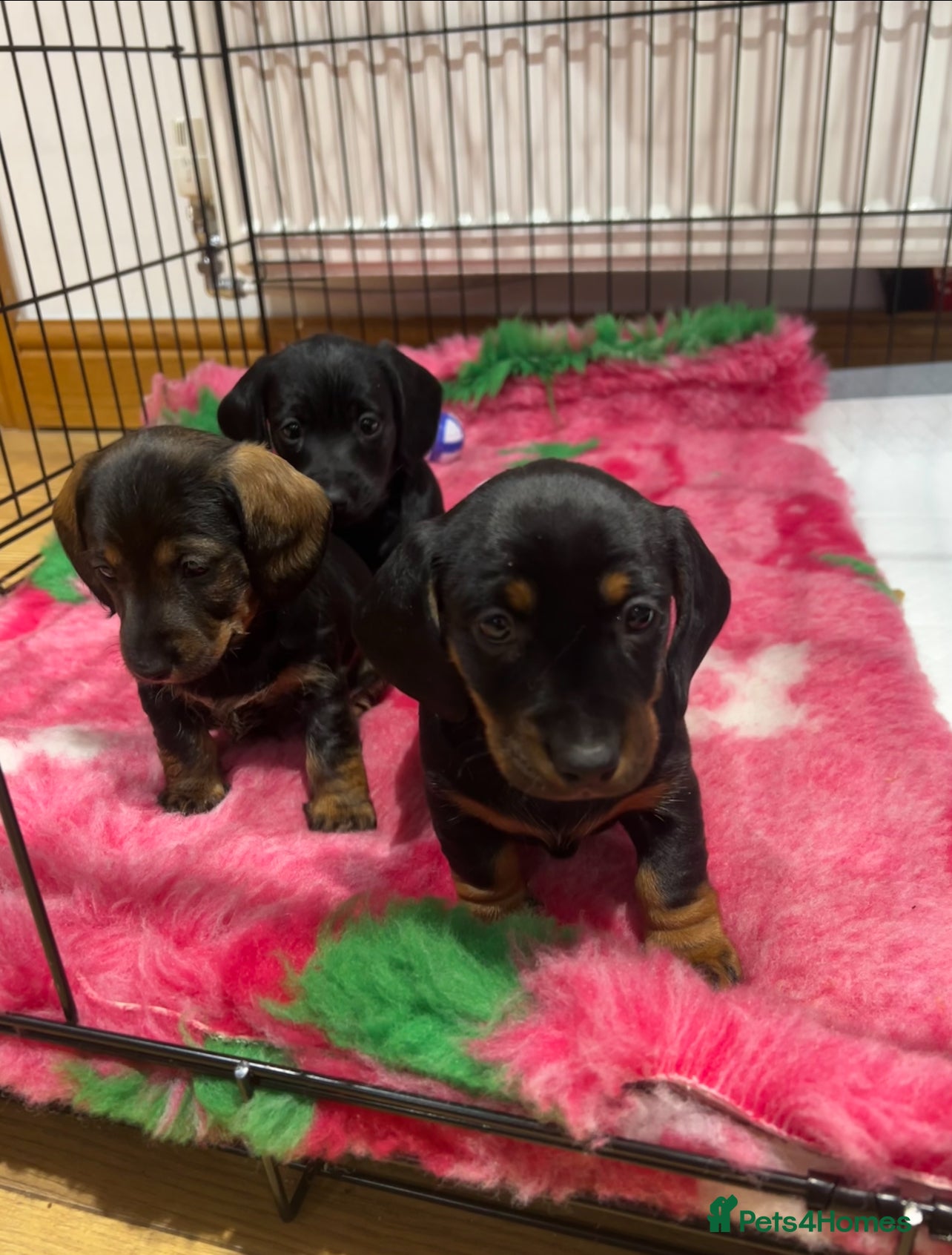 Miniature Dachshund dogs **Exceptionally well Raised Miniature Dachshunds** - Advert 10