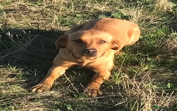 Labrador Retriever dogs for sale: Labrador retriever  - Image 2