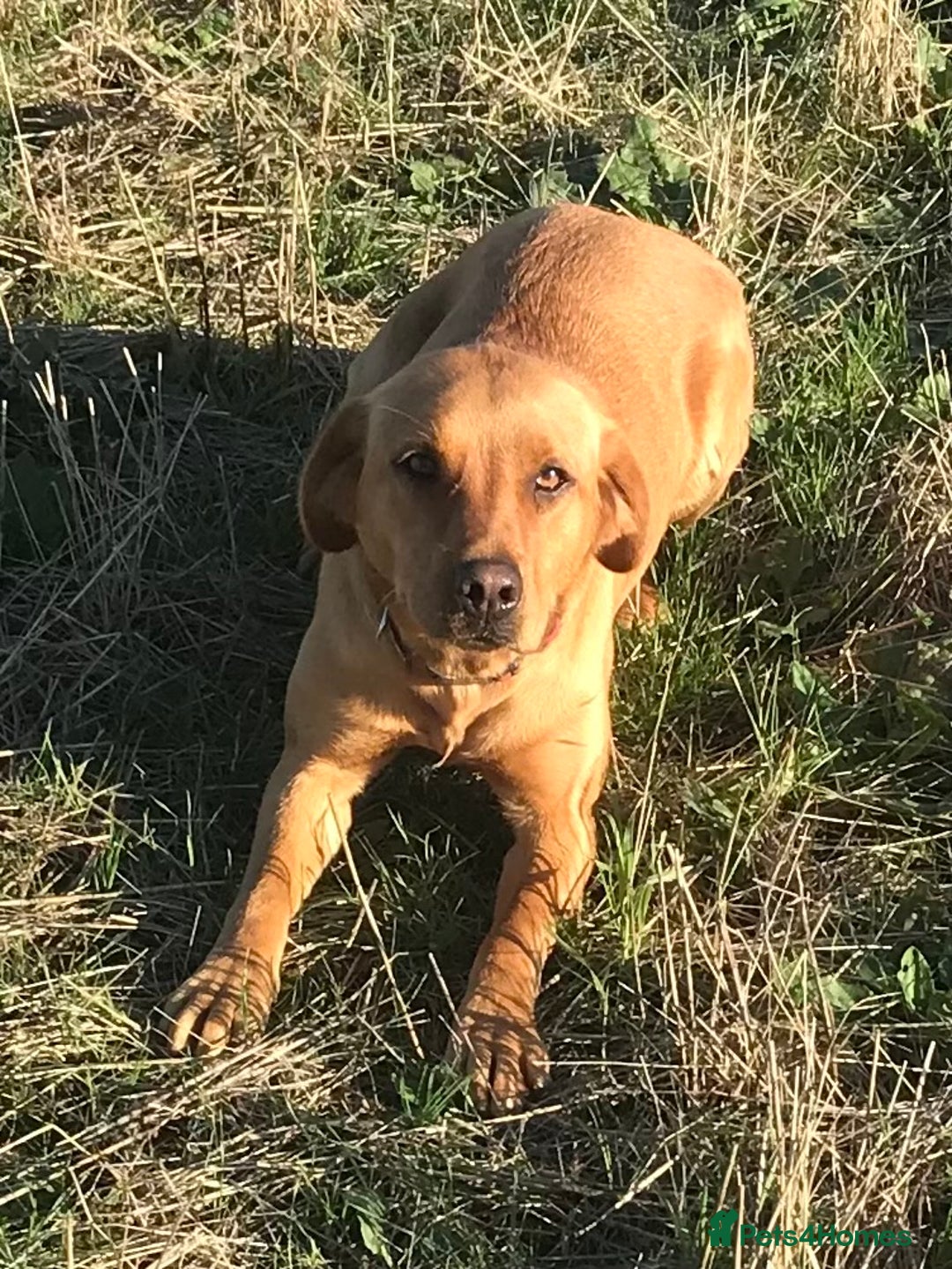 Labrador Retriever dogs for sale: Labrador retriever  - Image 2
