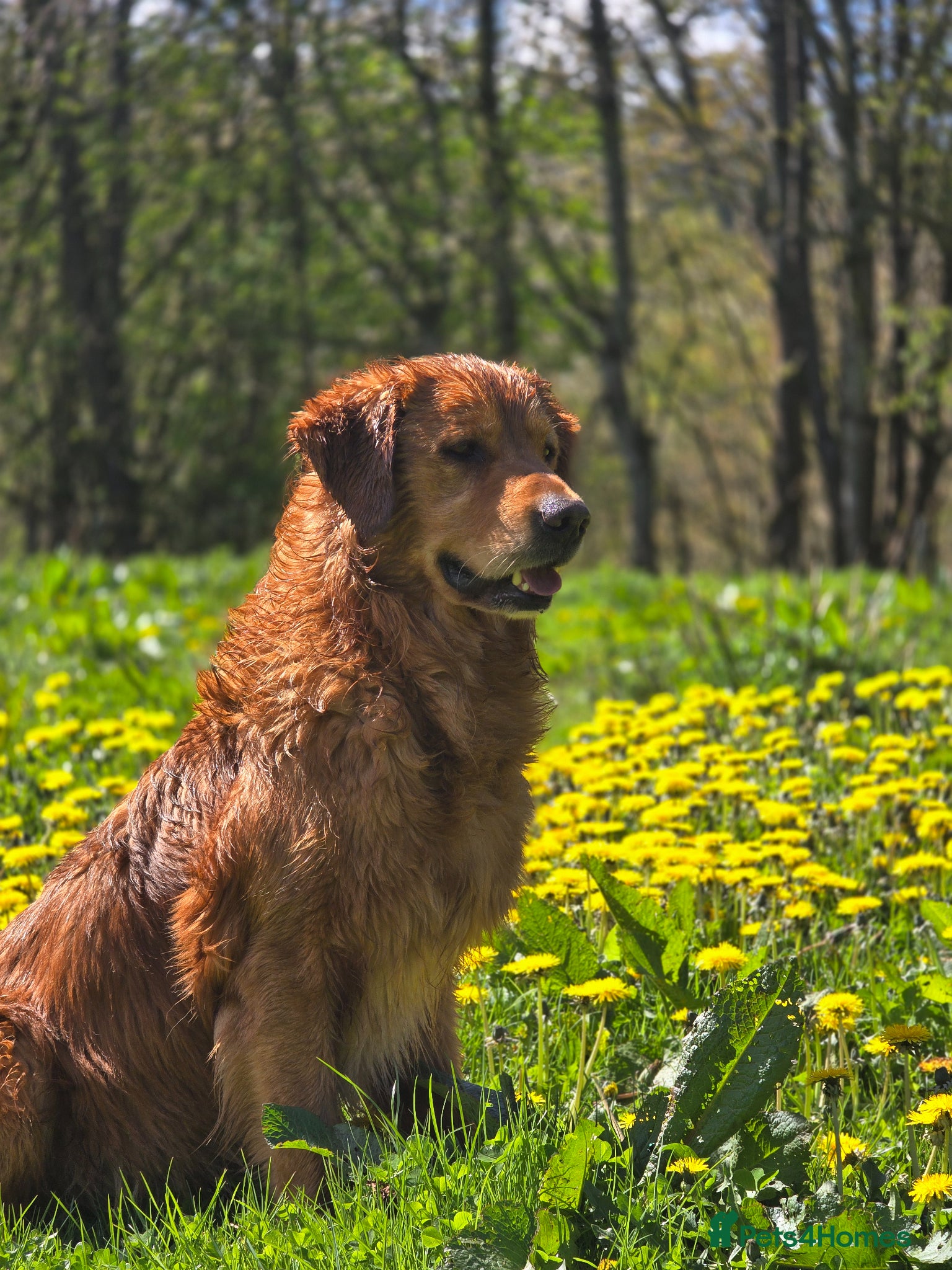 Golden Retriever dogs Golden retriever at stud - Advert 3