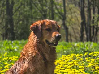 Golden Retriever dogs Golden retriever at stud - Advert 3
