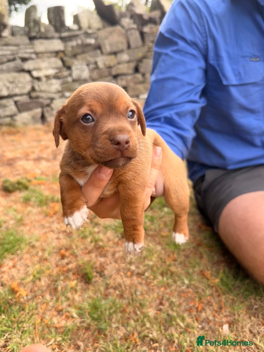 Jack Russell dogs for sale: 3 Male Jack Russell Pups - Image 5