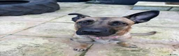 Belgian Shepherd Dog dogs for sale: Looking for a new home - Advert 5