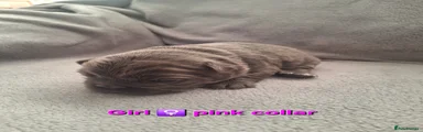 'Skye' pink collar