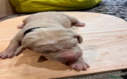 Mixed Breed dogs for sale: Weimaraner x vizsla x GSP only Black left  - Image 18
