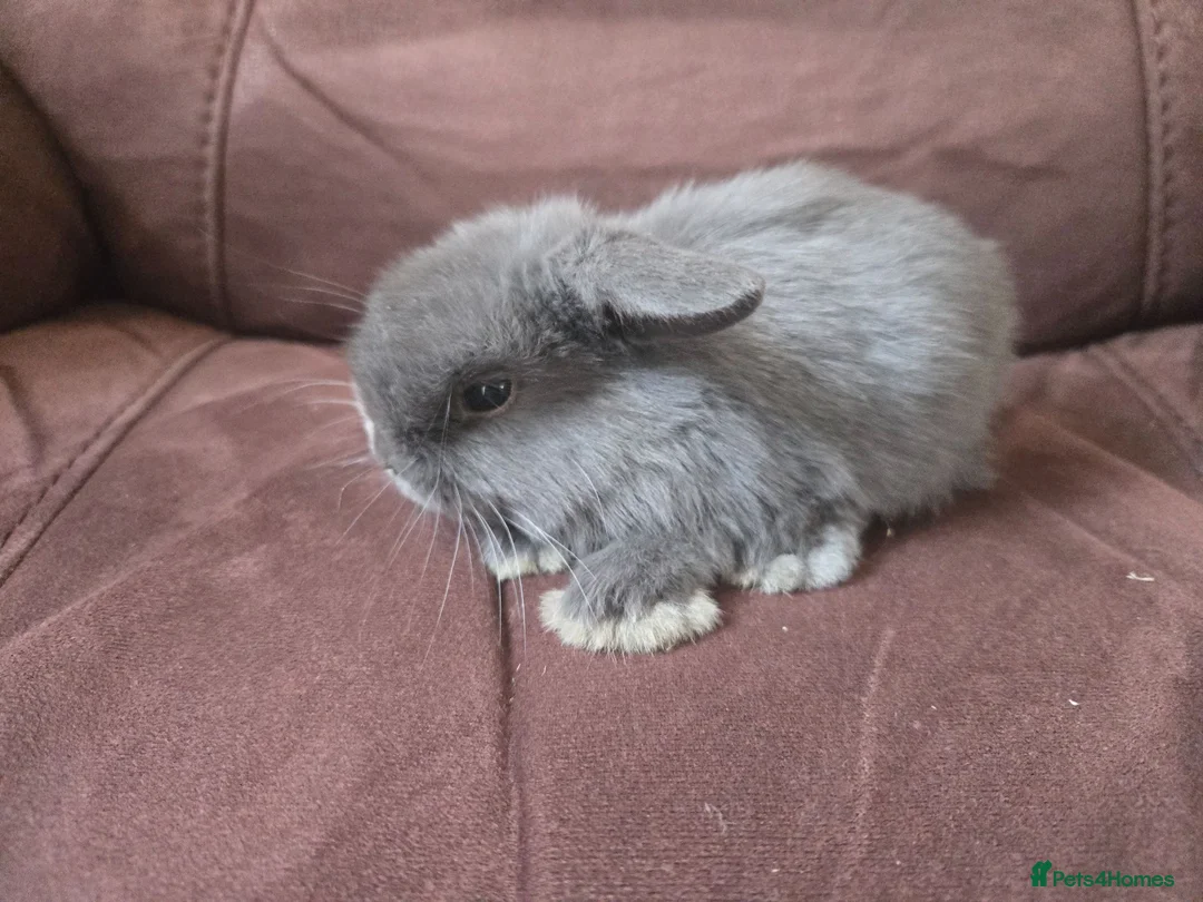 Mini Lop rabbits for sale: Mini lops available  - Advert 6