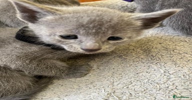 Russian Blue cats - Advert 12