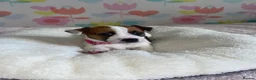 Jack Russell dogs for sale: Stunning short legged Jack Russell puppies - Advert 9
