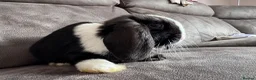 Mini Lop rabbits for sale: Pure Breed Mini Lop Babies  in Hailsham - Advert 35
