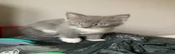 Mixed Breed cats for sale: 5 beautiful kittens - Advert 3