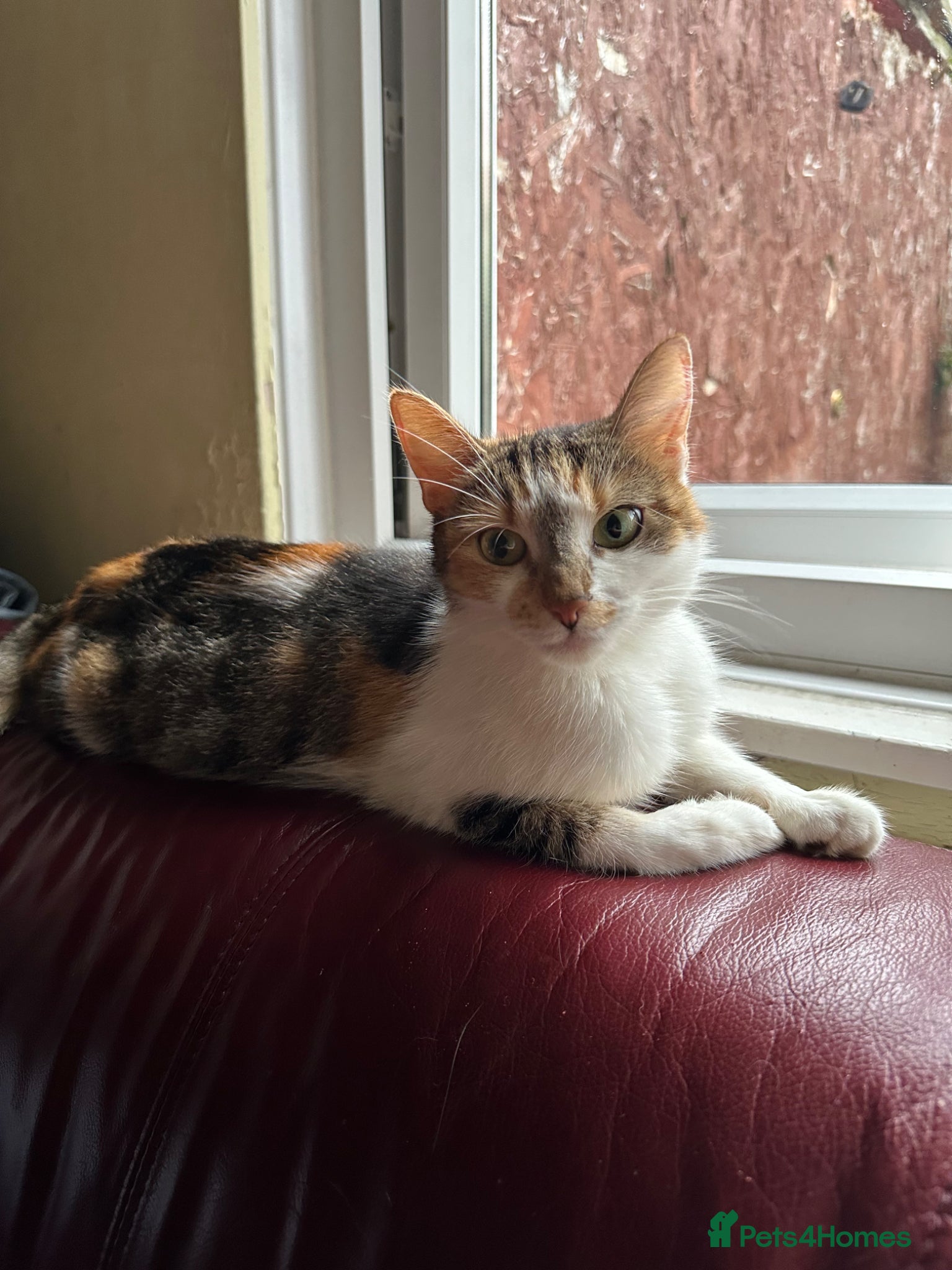Mixed Breed cats KITTENS: 3 ginger males and one black white female - Advert 2