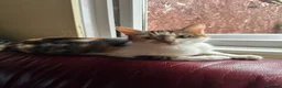 Mixed Breed cats for sale: KITTENS: 3 ginger males and one black white female in Manchester - Advert 1