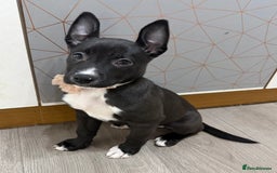 Mixed Breed dogs for sale: Dutch herder X Blue american bulldog puppies - Image 1