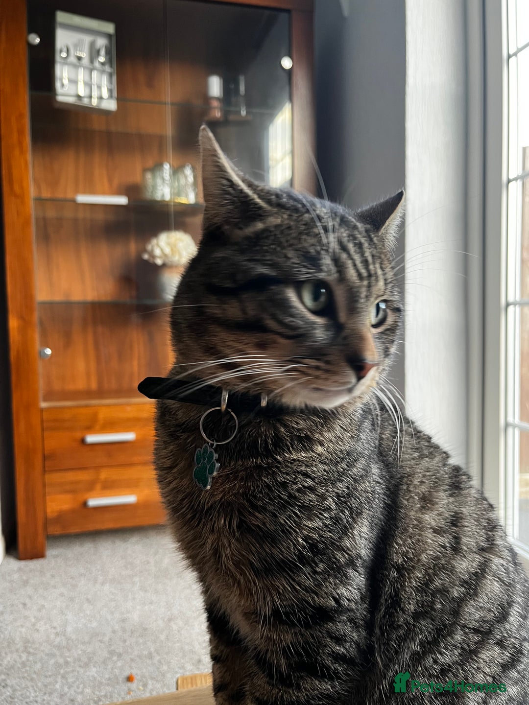 Domestic Shorthair cats for sale: Zargo - Advert 3