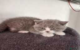 British Shorthair cats for sale: 4 Sweet PEDIGREE kittens - Image 25
