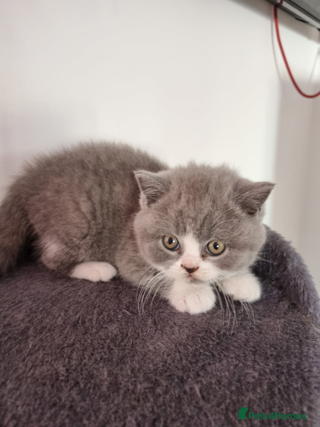 British Shorthair cats for sale: 4 Sweet PEDIGREE kittens - Image 25