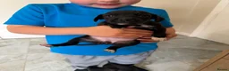 Mixed Breed dogs for sale: Patterdale X Beagle in Castleford - Advert 2