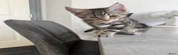 Mixed Breed cats for sale: Maincoon cross kittens  - Advert 7