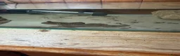 Other/Mixed Breed fish for sale: Male mudskipper  - Advert 2