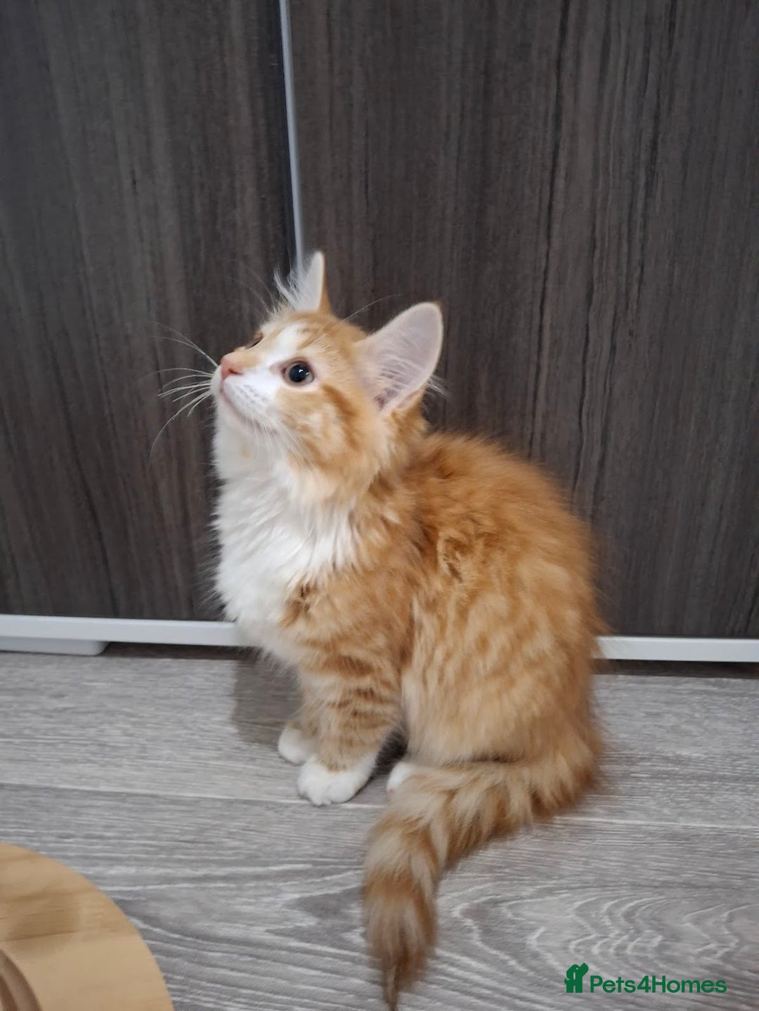 Maine Coon cats for sale: Beautiful Part Maine Coon Female Kitten - Image 4