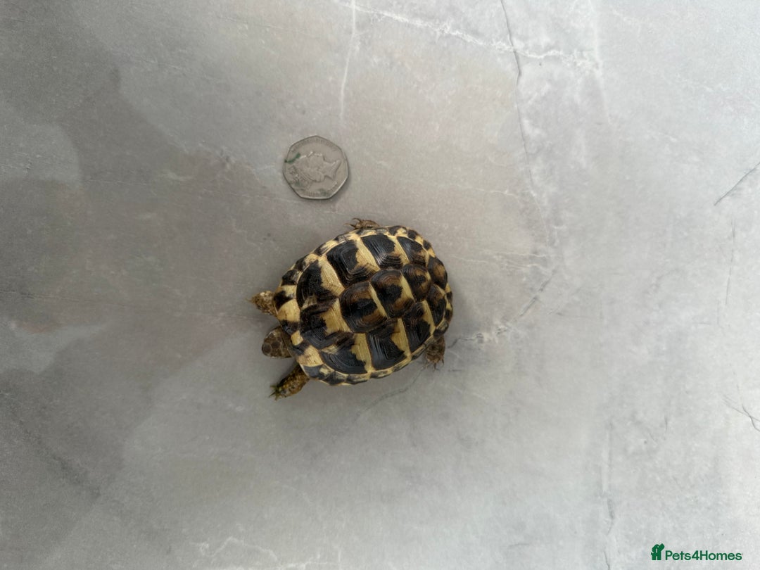 Hermann Tortoise reptiles for sale: Breeding pair of Hermann tortoises and babies - Advert 10