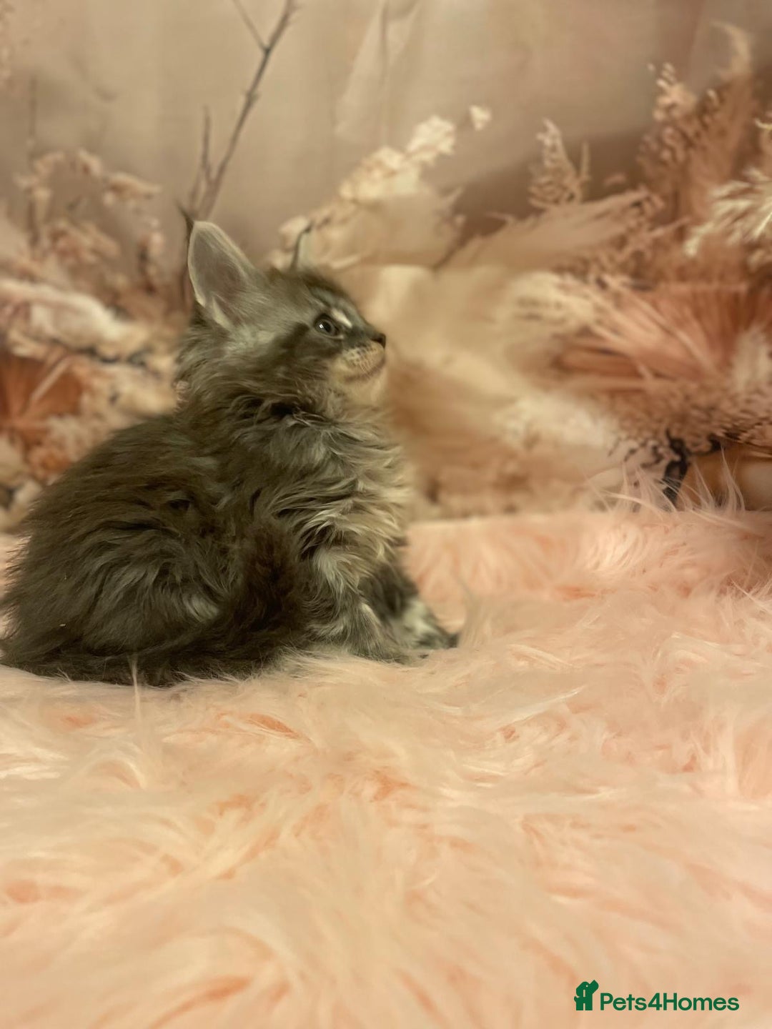 Maine Coon cats for sale: Maine Coon polydactyl (left two girls) - Advert 5