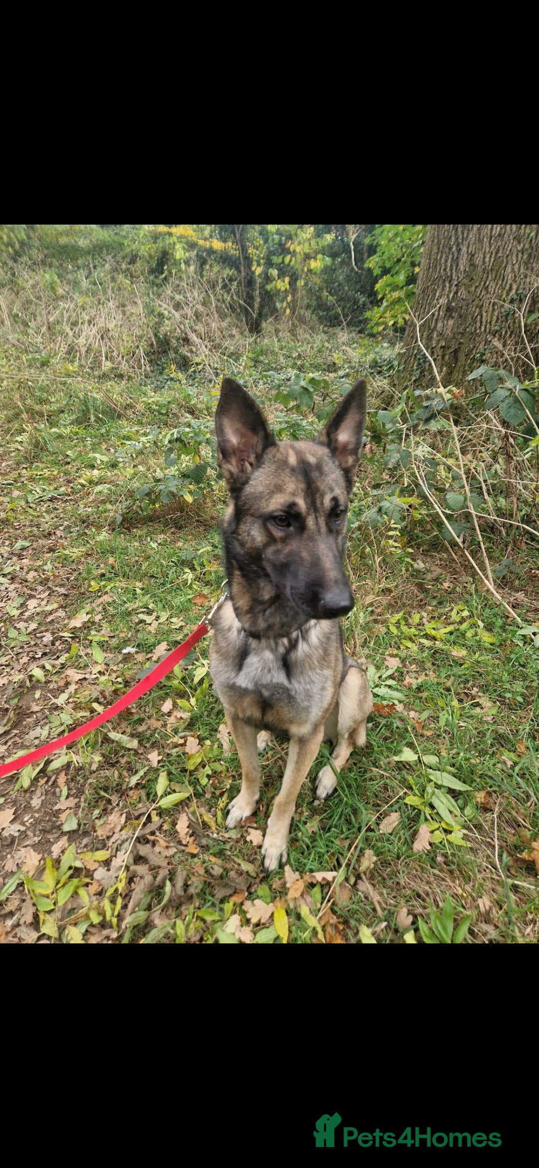 Belgian Shepherd Dog dogs Belgian malionis  - Advert 1