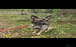 Belgian Shepherd Dog dogs for sale: Belgian malionis  - Image 1