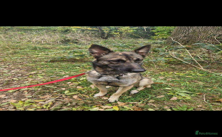 Belgian Shepherd Dog dogs - Advert 5