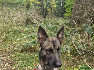 Belgian Shepherd Dog dogs - Advert 1