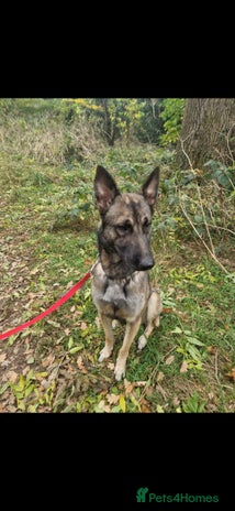 Belgian Shepherd Dog dogs - Advert 1