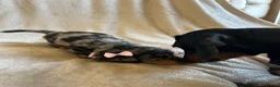 Miniature Dachshund dogs for sale:  KC Registered Miniature Dachshund Puppies - Advert 22