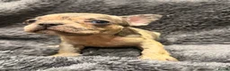 French Bulldog dogs for sale: Luxury French Bulldog Puppies for Sale - Advert 10