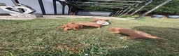 Cavapoo dogs for sale: F2 Cavapoo Puppies  in York - Advert 10