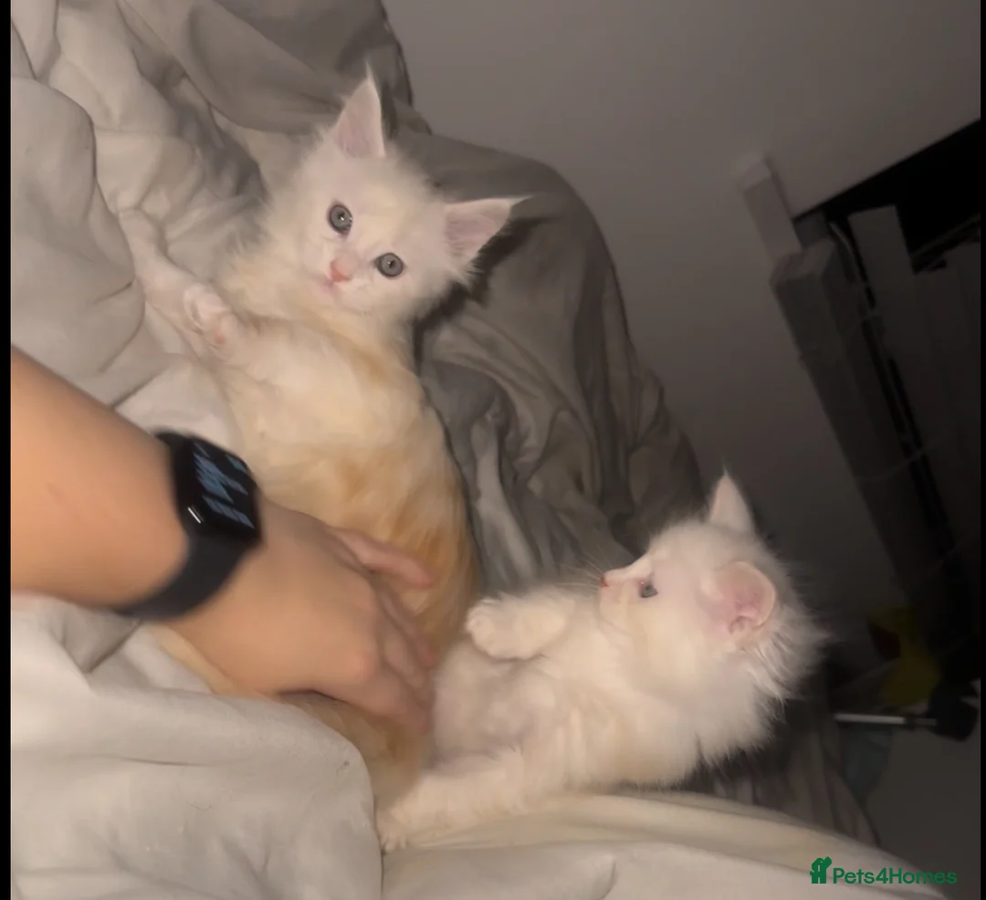 Maine Coon cats for sale: Full pedigree, Shaded Maine Coon boys - Advert 6