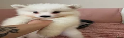 Samoyed dogs for sale: Crufts line + health tested Samoyeds - Advert 31