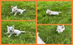 West Highland Terrier dogs for sale: KC Registered West Highland Terries Puppies  - Image 4