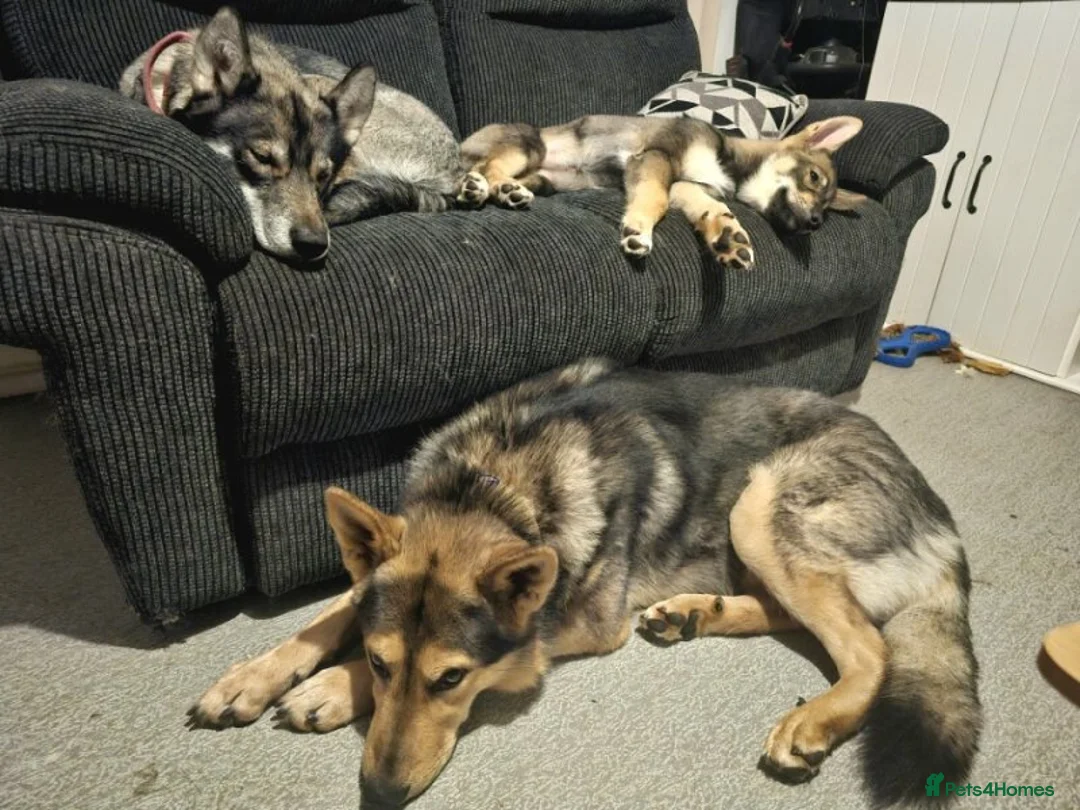 Siberian Husky dogs for sale: Ella – Nearly 4 Year Old Siberian Husky - Advert 2