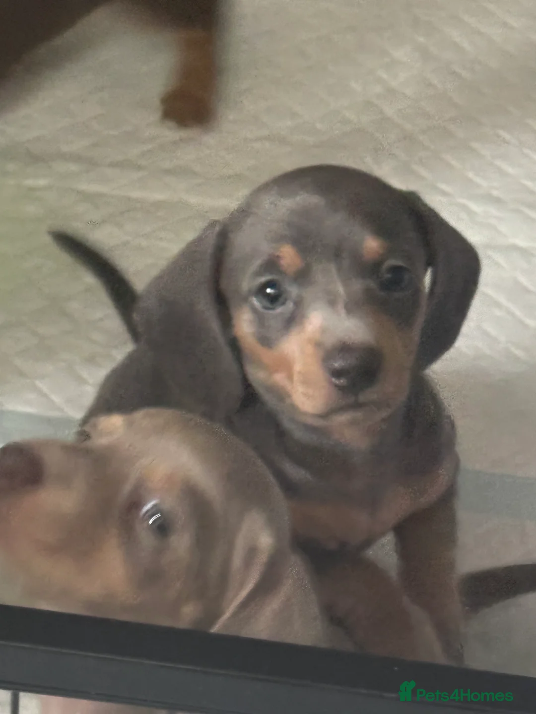 Dachshund dogs for sale: 2 beautiful dachshund  - Advert 2