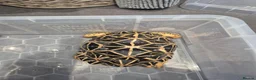 Tortoise reptiles for sale: 3 x Female Indian Star tortoises - Advert 5