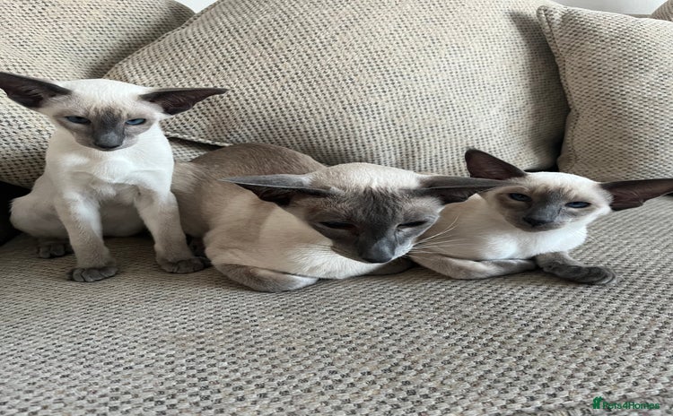 Siamese cats - Advert 1