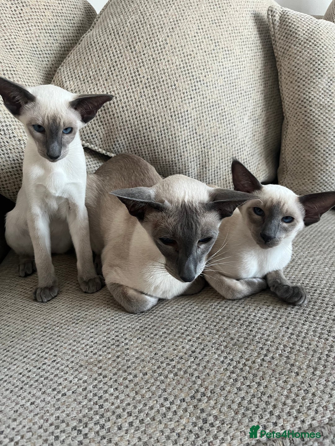 Siamese cats for sale: Gorgeous New Style Kittens GCCF - Image 1