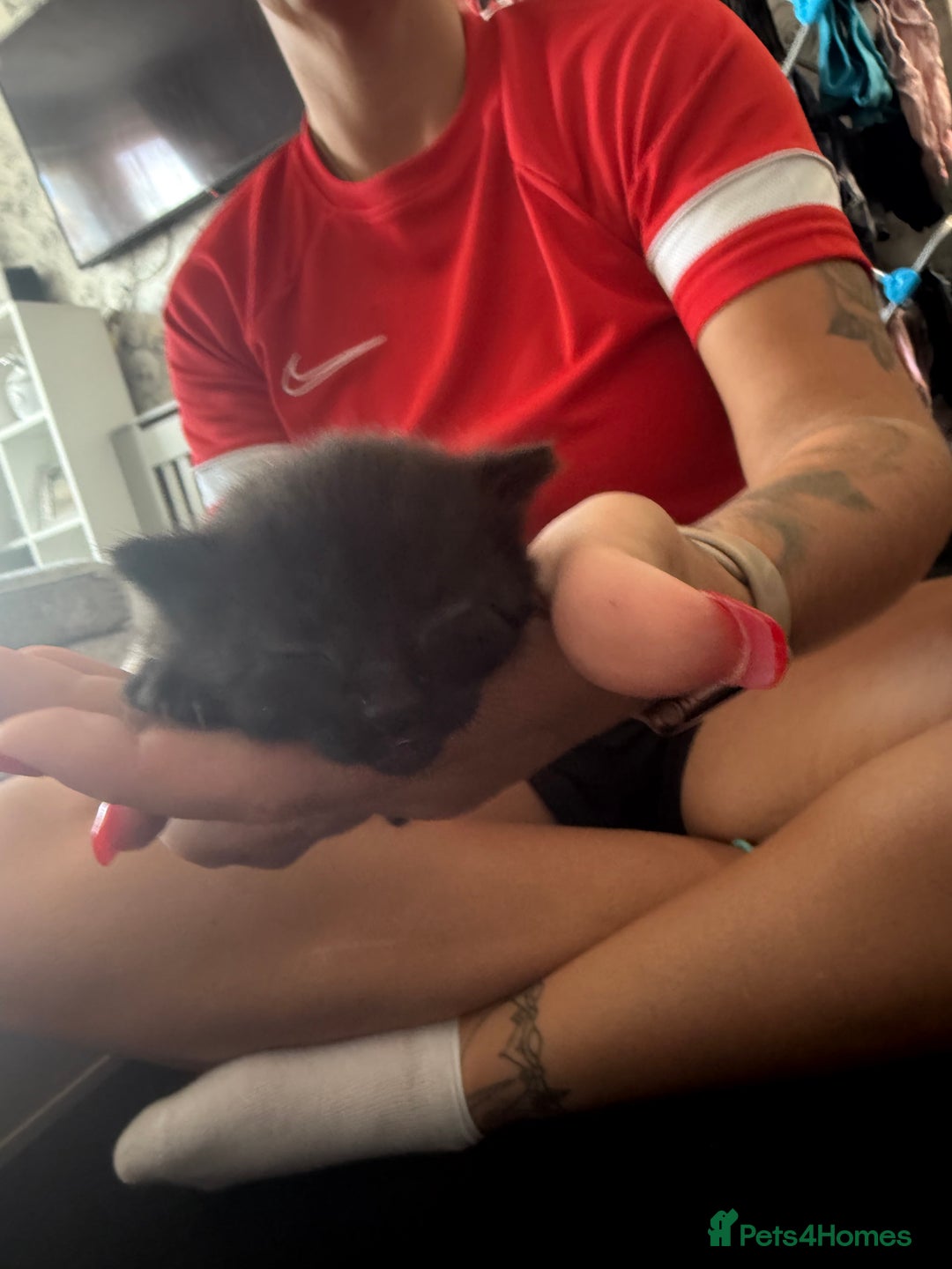 Mixed Breed cats for sale: 2 beautiful female cats **one being half ragdoll** - Image 9