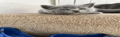 British Shorthair Kitten 4