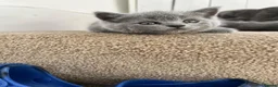 British Shorthair cats for sale: Chubby British Shorthair kitten  - Advert 18