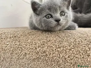 British Shorthair cats Chubby British Shorthair kitten - Advert 1