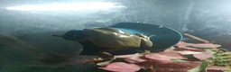 Frog reptiles for sale: Whites tree frogs in Grimsby - Advert 6