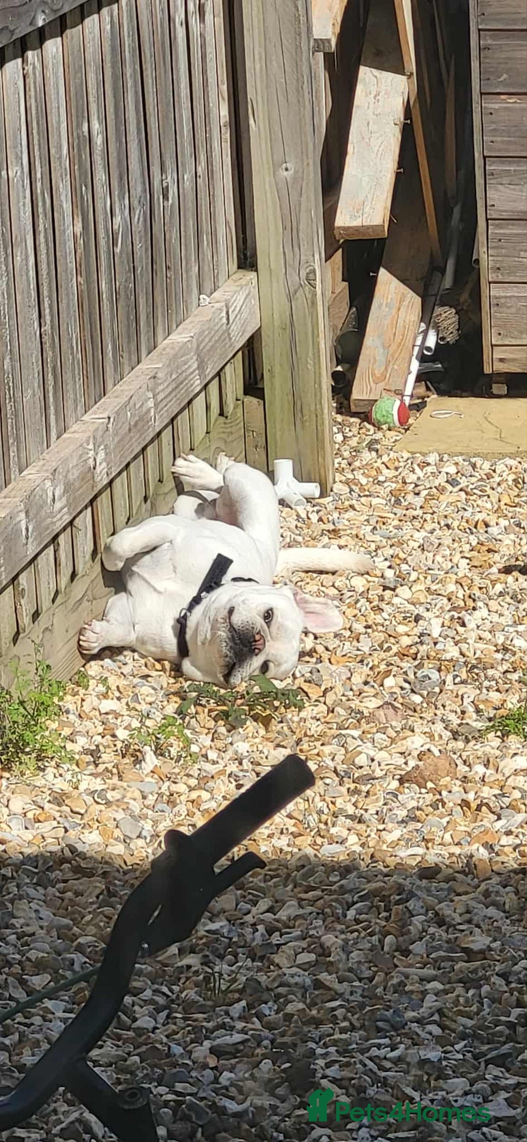 Frug dogs for sale: 3 & 1/2 Yr old male frug - Image 5