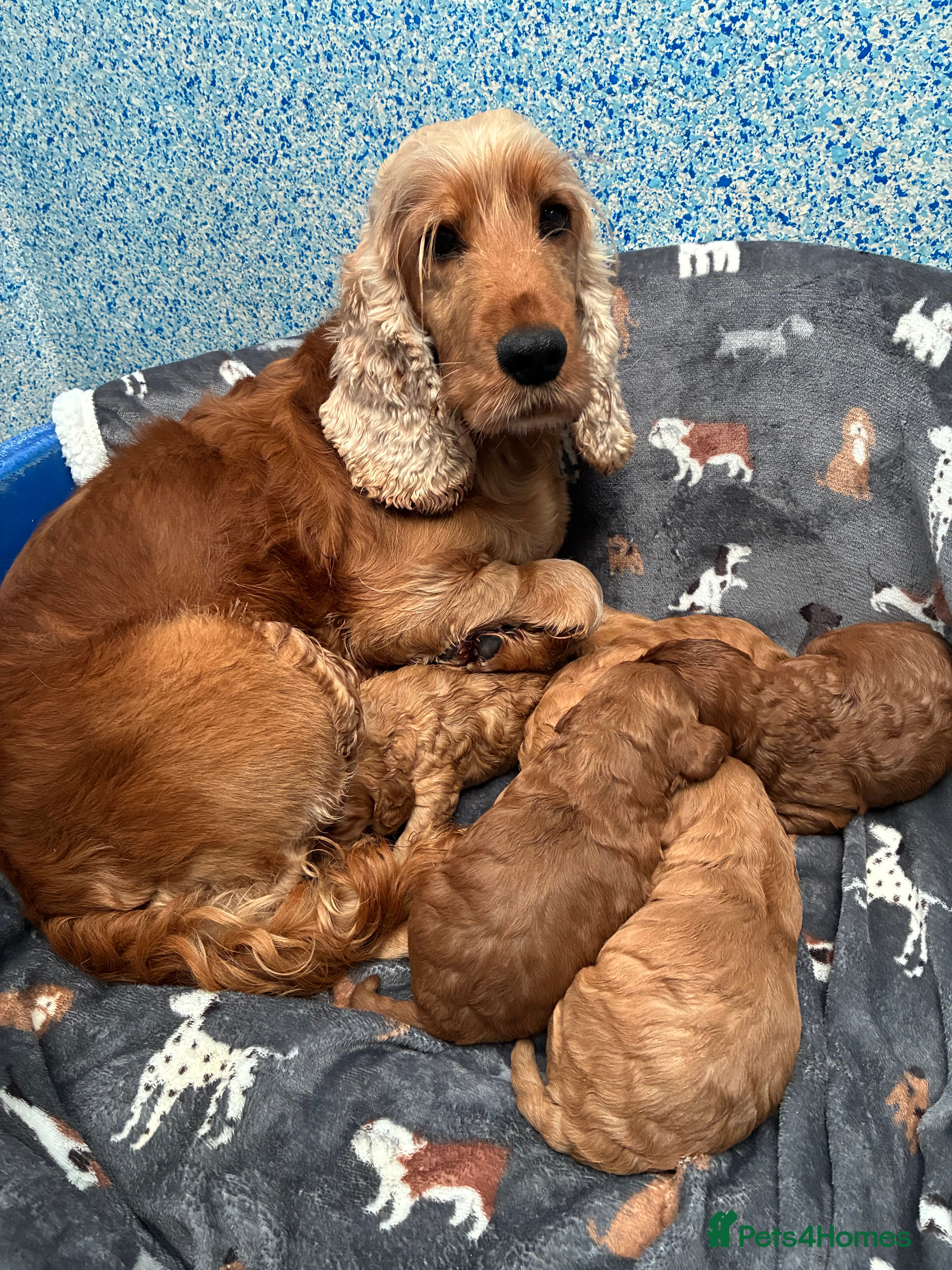 Cockapoo dogs Beautiful F1 Cockapoo Puppies Available  - Advert 5